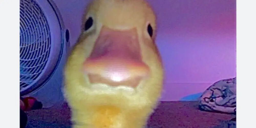 Imagem do grupo de WhatsApp Amizade e namoro ✨