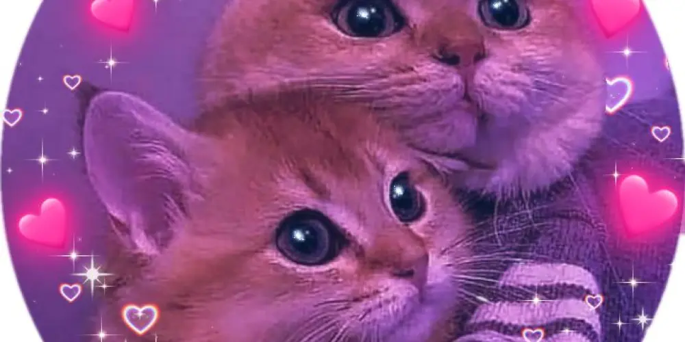 Imagem do grupo de WhatsApp amizade é namoro 🫶