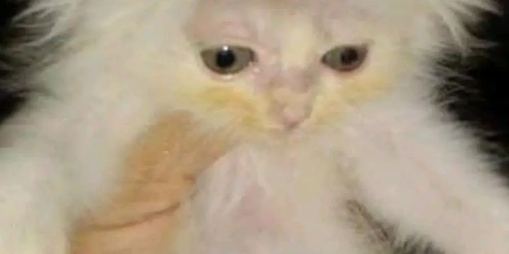 Imagem do grupo de WhatsApp AMIZADE E RESENHA 🤟🏻😃