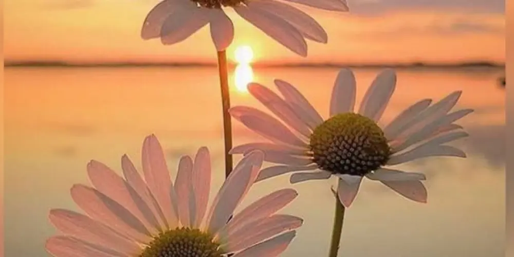 Imagem do grupo de WhatsApp Amizade e sorteios K 🚀