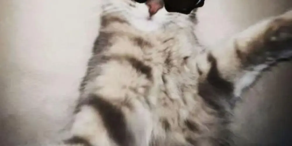 Imagem do grupo de WhatsApp 💥AMIZADE E ZUEIRA 💥