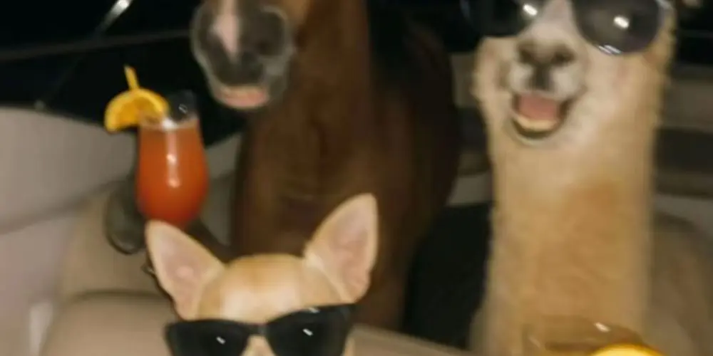 Imagem do grupo de WhatsApp Amizade intensa