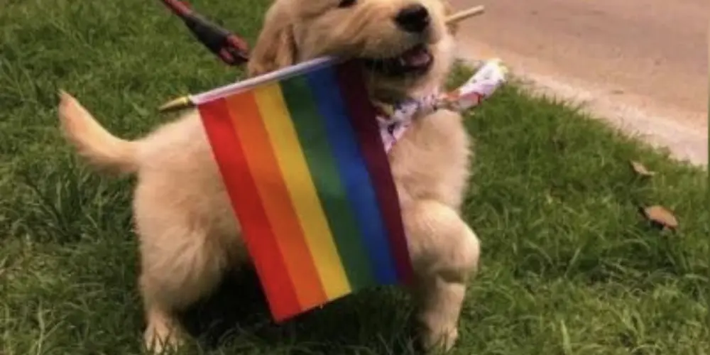 Imagem do grupo de WhatsApp Amizade lgbt