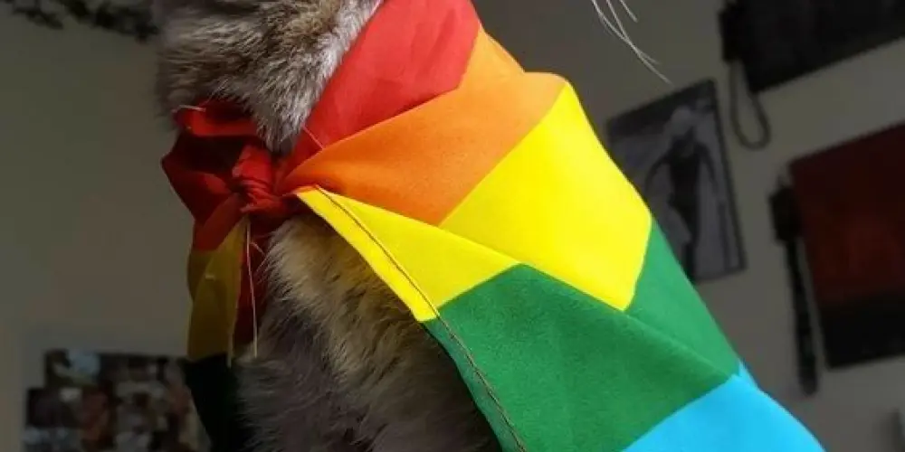 Imagem do grupo de WhatsApp Amizade lgbt 🏳️‍🌈🏳️‍⚧️