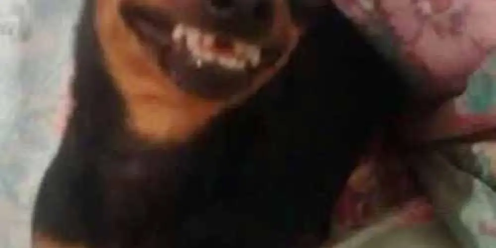 Imagem do grupo de WhatsApp Amizade, namoro,fugitivos do caps KKKKK