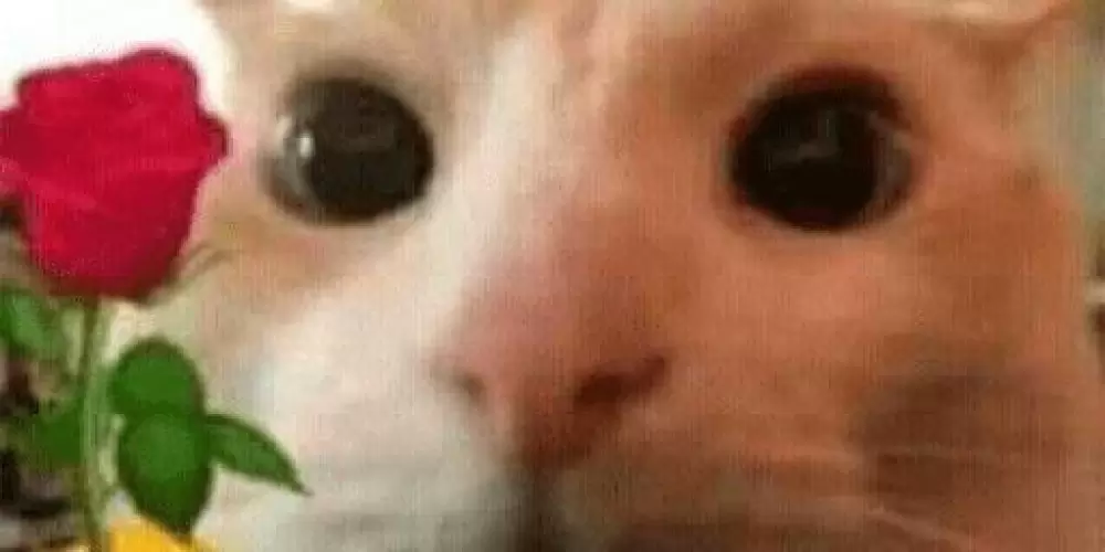 Imagem do grupo de WhatsApp †Amizade ou Namoro†