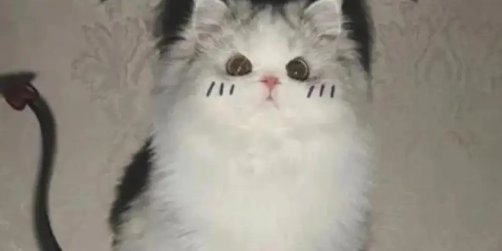 Imagem do grupo de WhatsApp 👑☺️AMIZADE OU NAMORO 💍❤️