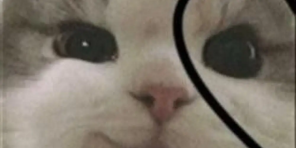 Imagem do grupo de WhatsApp ❤️❤️Amizade sem fim❤️❤️