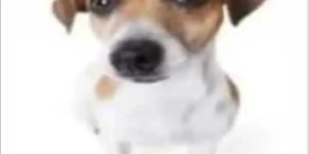 Imagem do grupo de WhatsApp amizade sem fim 🌈