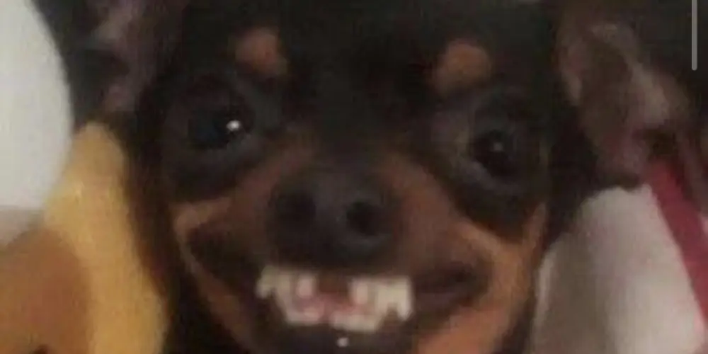 Imagem do grupo de WhatsApp Amizade sem fronteiras