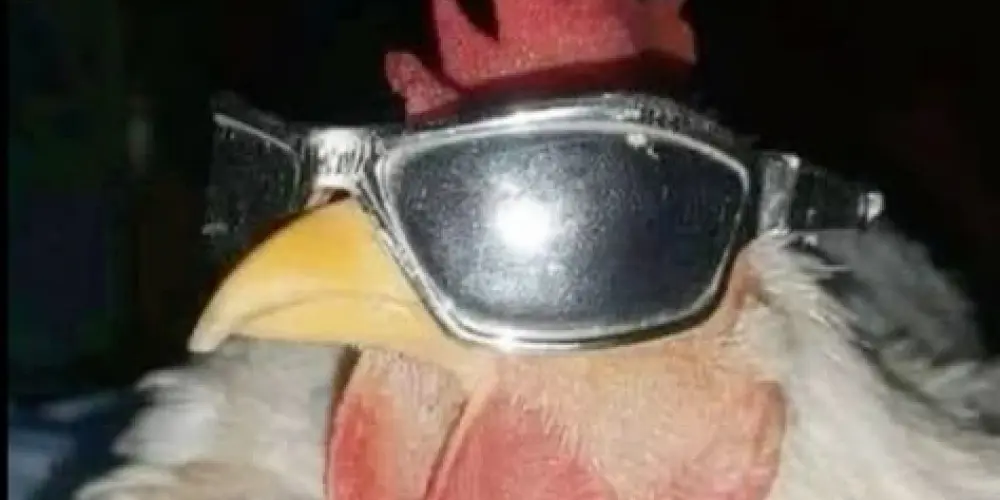 Imagem do grupo de WhatsApp Amizade sem limites 2025