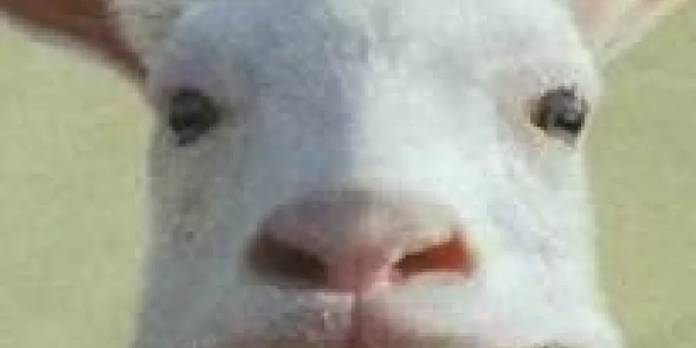 Imagem do grupo de WhatsApp Amizade Sem Limites