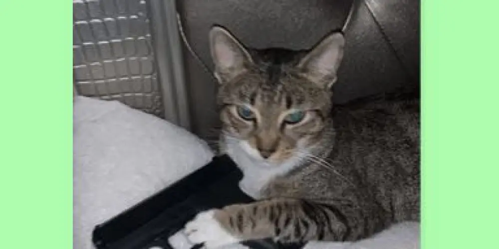 Imagem do grupo de WhatsApp AMIZADE TODO BRASIL 🇧🇷