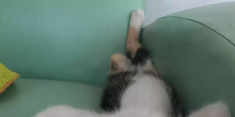 Imagem do grupo de WhatsApp AMIZADE VERDADEIRA