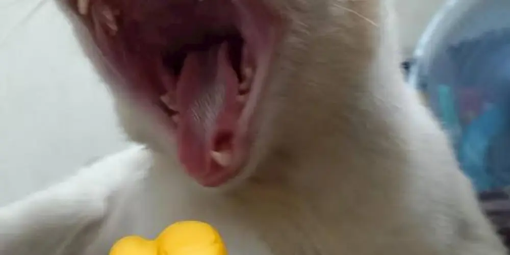 Imagem do grupo de WhatsApp 🩵Amizade virtual❤️