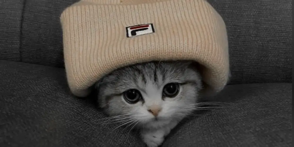 Imagem do grupo de WhatsApp Amizade Web❤️