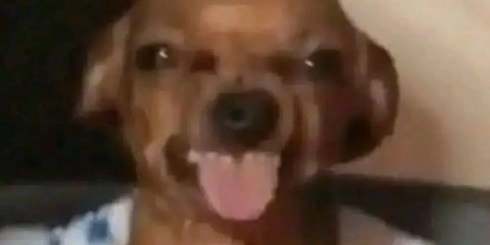 Imagem do grupo de WhatsApp Amizade & Zueira 🇧🇷