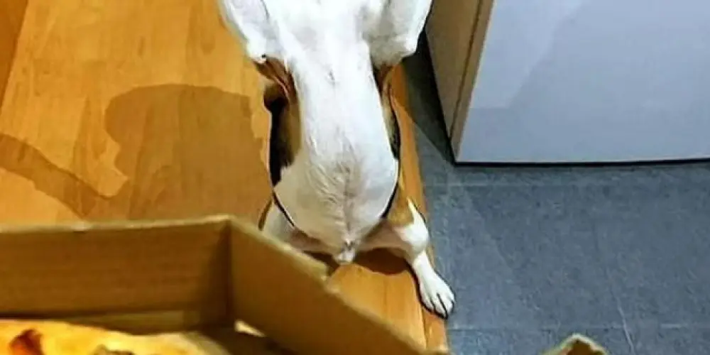 Imagem do grupo de WhatsApp Amizade.com