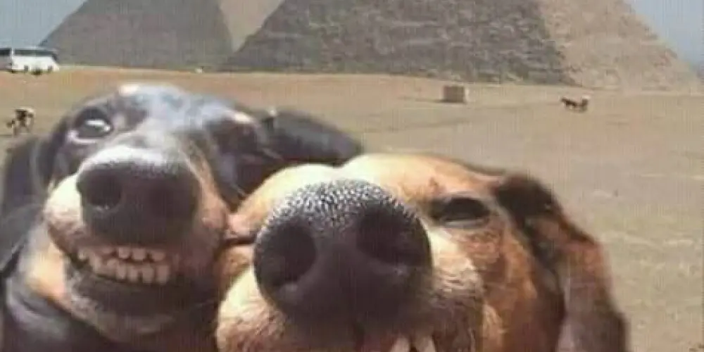 Imagem do grupo de WhatsApp AMIZADEE🫠