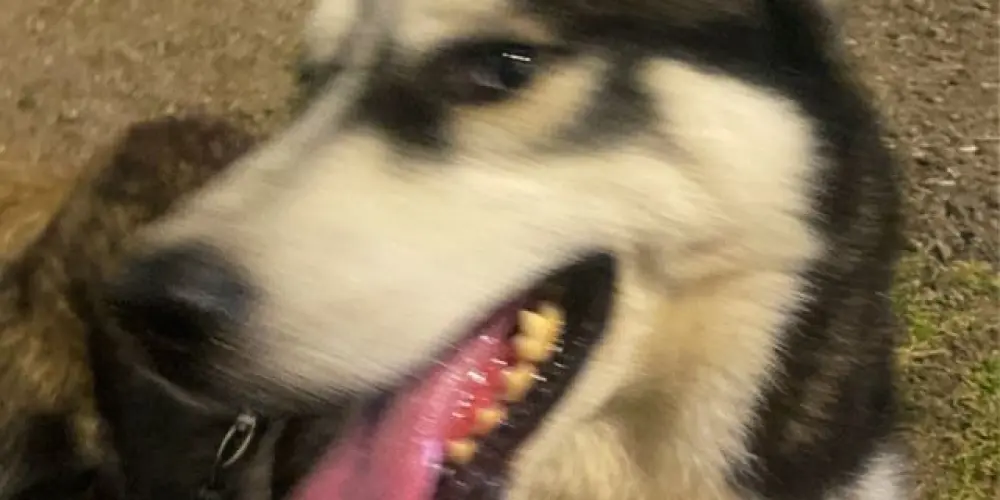 Imagem do grupo de WhatsApp Amizades 11 a 99+