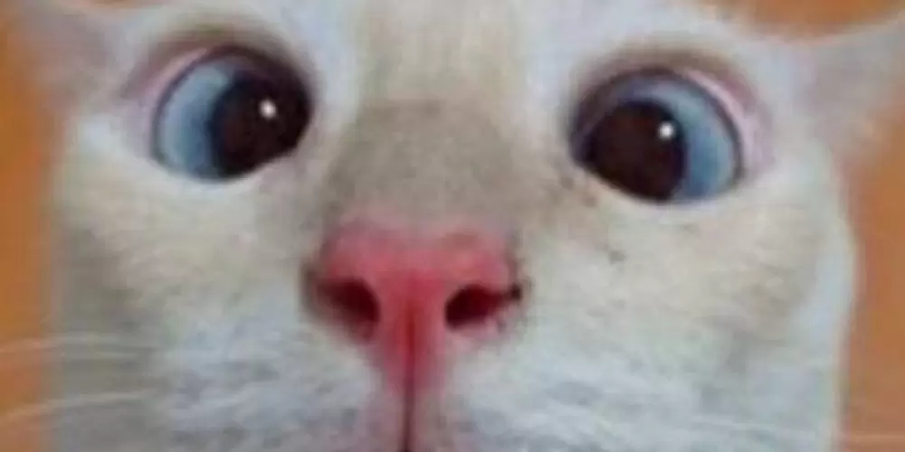 Imagem do grupo de WhatsApp ~《♡ Amizades 2023 ♡》~