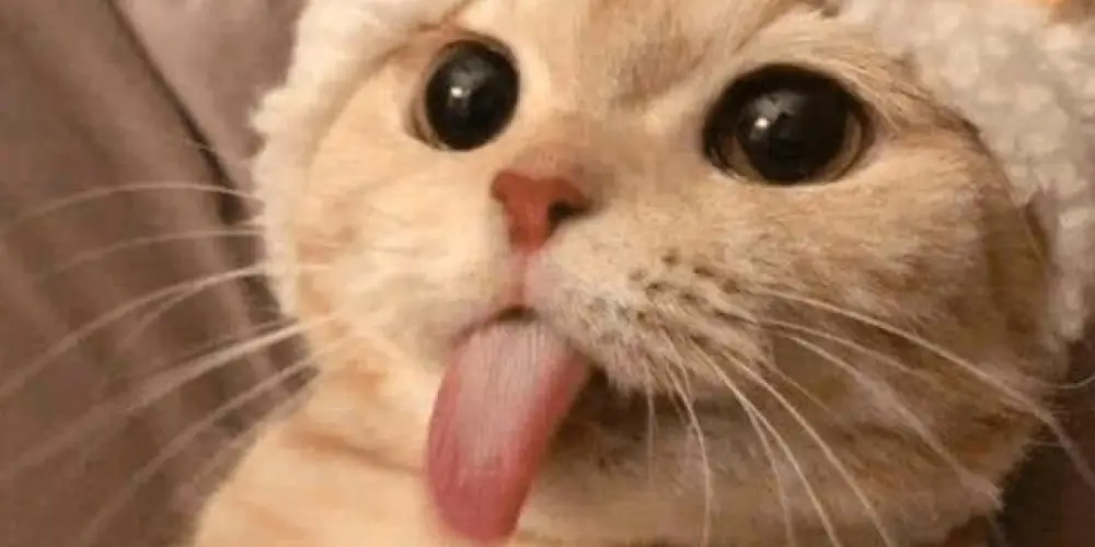 Imagem do grupo de WhatsApp Amizades 2026