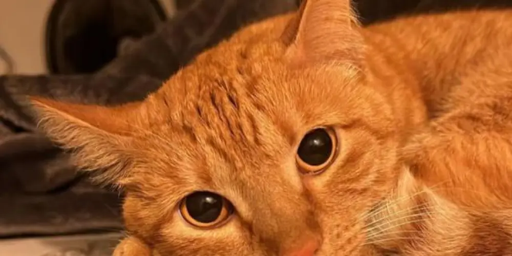 Imagem do grupo de WhatsApp ❤️❤️amizades 24h❤️❤️