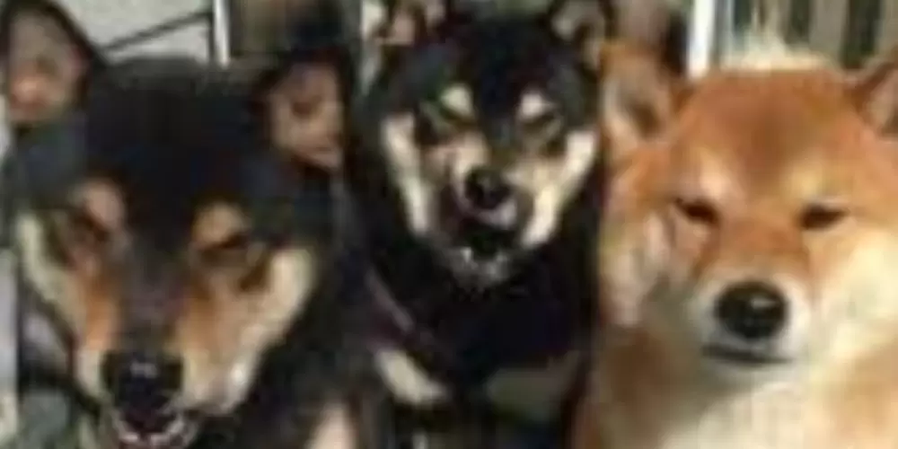 Imagem do grupo de WhatsApp Amizades