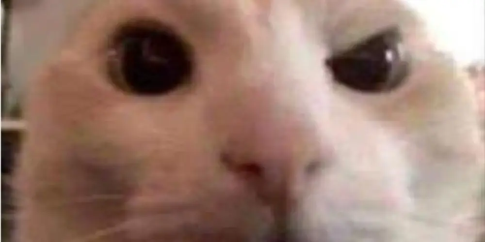 Imagem do grupo de WhatsApp Amizades💜