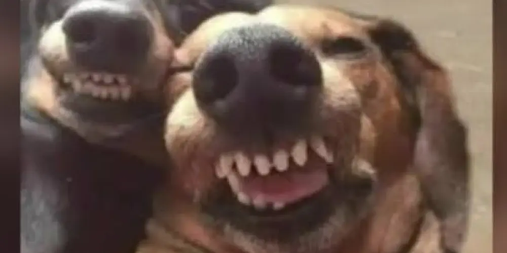 Imagem do grupo de WhatsApp Amizades😘