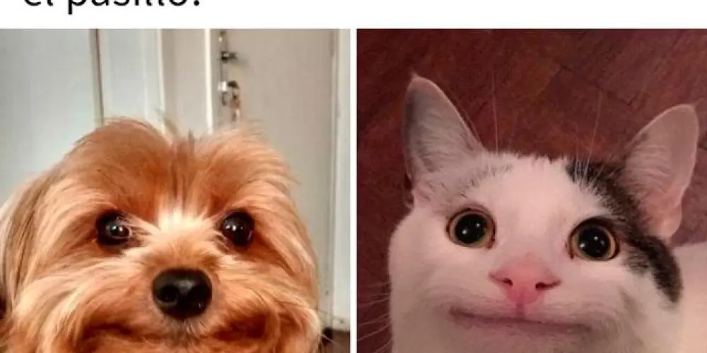 Imagem do grupo de WhatsApp AMIZADES😇