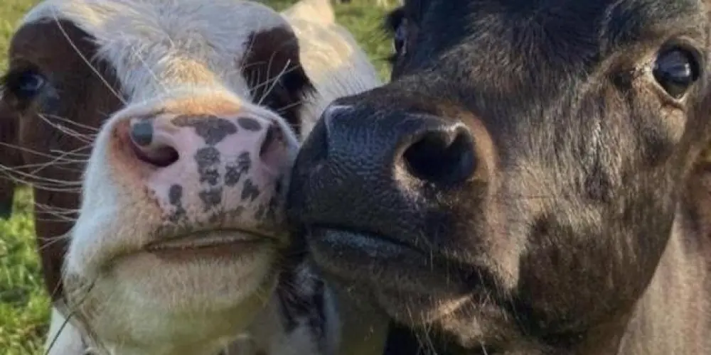 Imagem do grupo de WhatsApp ♥︎AMIZADES ♥︎