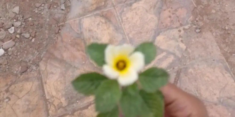 Imagem do grupo de WhatsApp Amizades