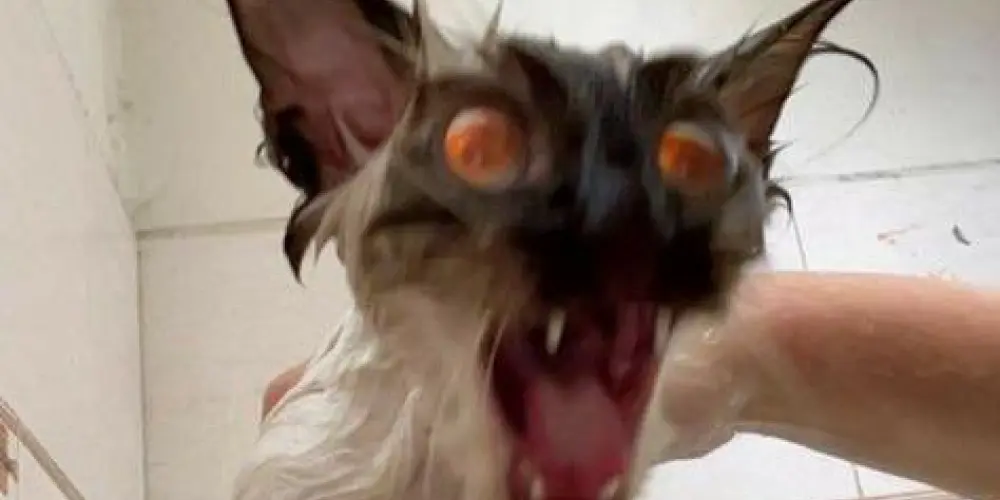 Imagem do grupo de WhatsApp Amizades