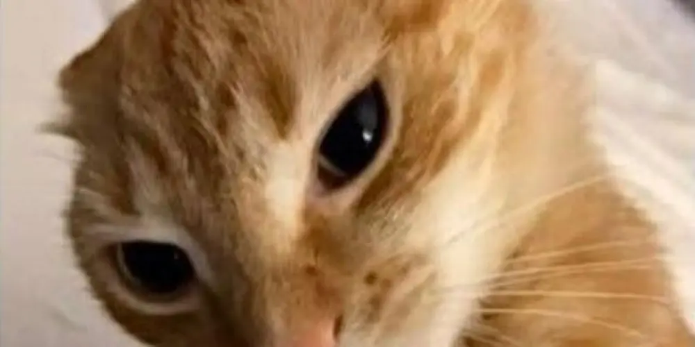 Imagem do grupo de WhatsApp Amizades!!!