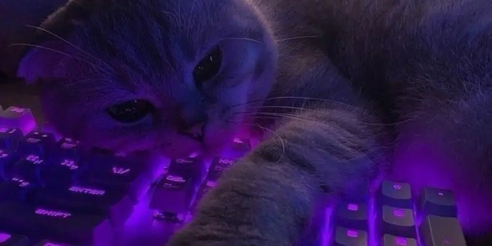 Imagem do grupo de WhatsApp Amizades