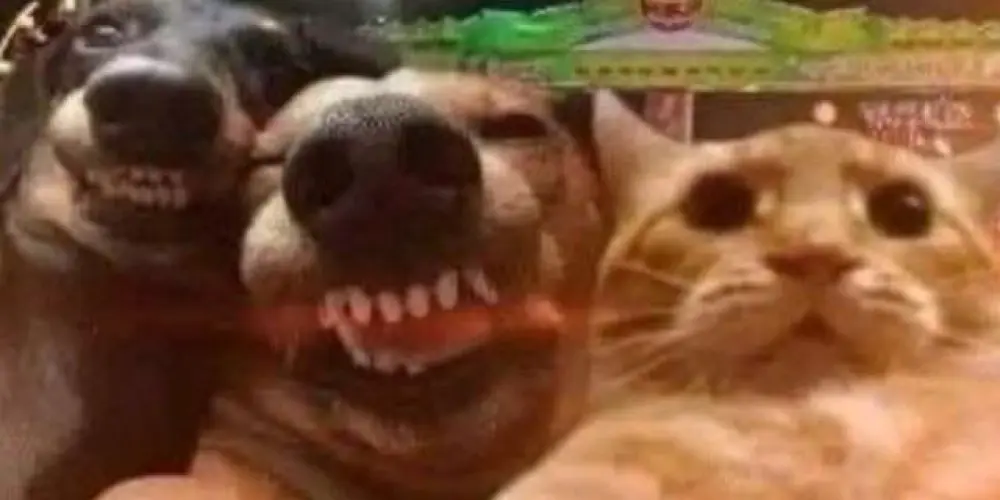 Imagem do grupo de WhatsApp Amizades💯