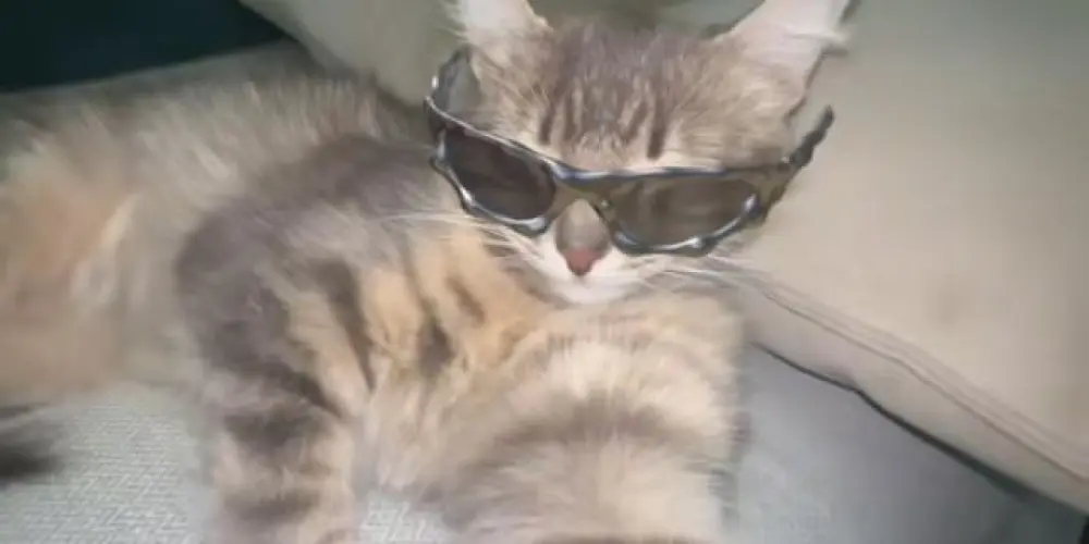 Imagem do grupo de WhatsApp 🤍⃤Amïzades🤍⃤