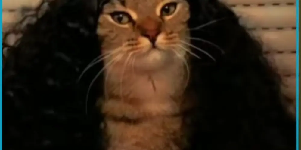 Imagem do grupo de WhatsApp Amizades