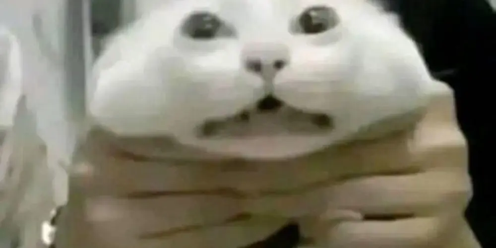 Imagem do grupo de WhatsApp AMIZADES✅️