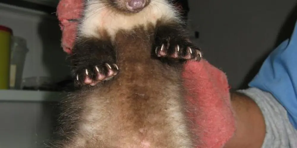 Imagem do grupo de WhatsApp Amizades