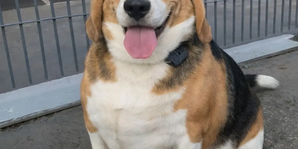 Imagem do grupo de WhatsApp Amizades 😁