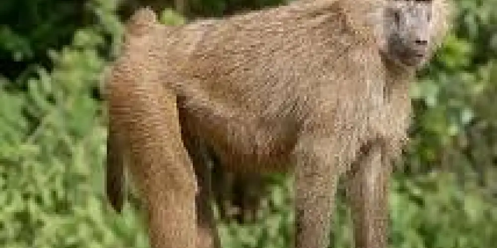 Imagem do grupo de WhatsApp Amizades