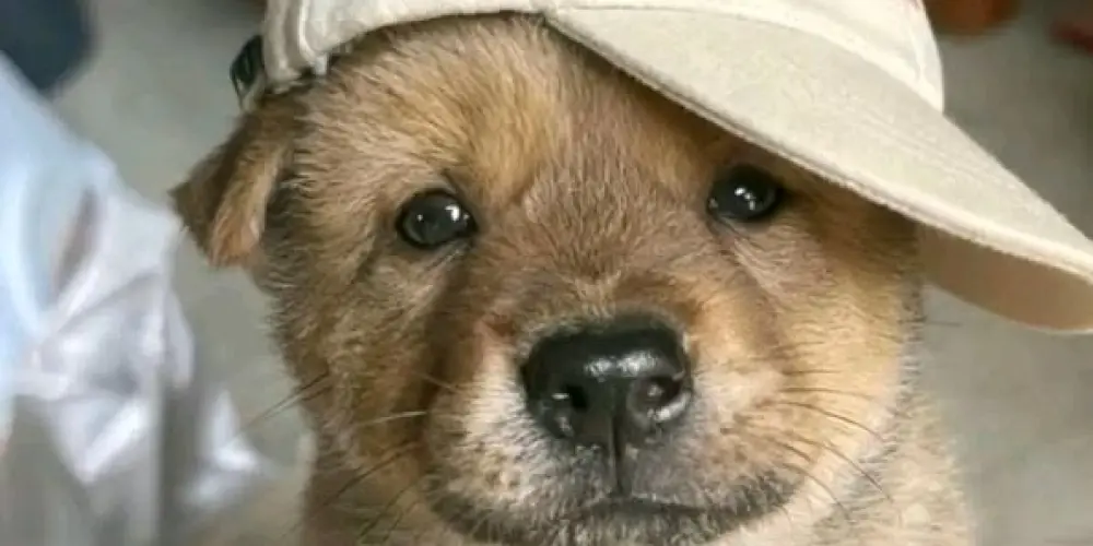 Imagem do grupo de WhatsApp Amizades ✨️