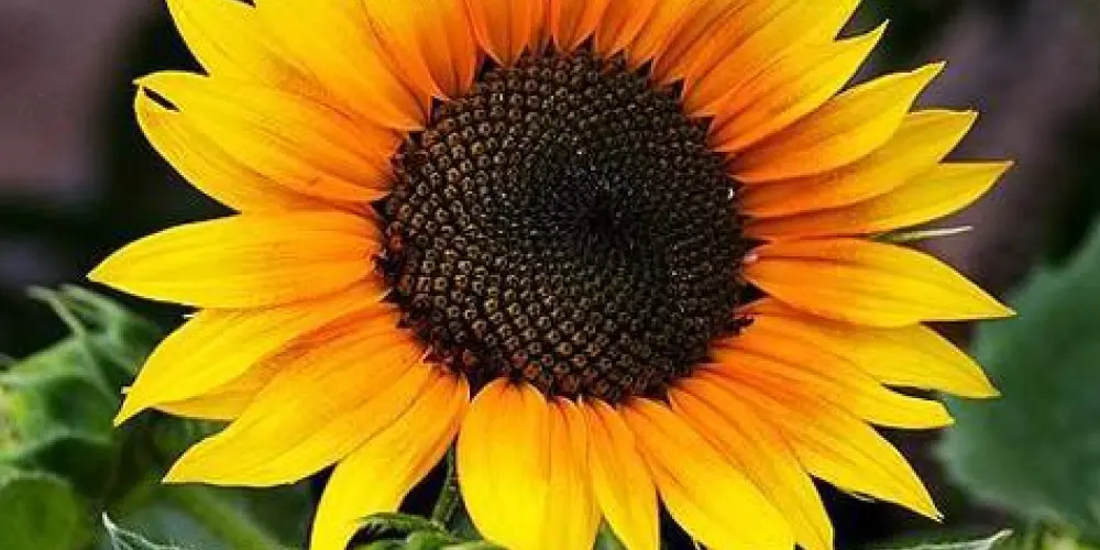 Imagem do grupo de WhatsApp Amizades