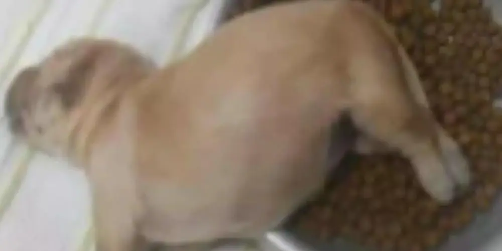 Imagem do grupo de WhatsApp amizades!!