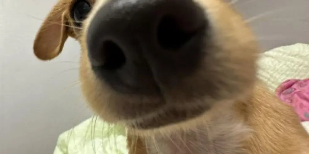 Imagem do grupo de WhatsApp amizades .. 🥀🧸