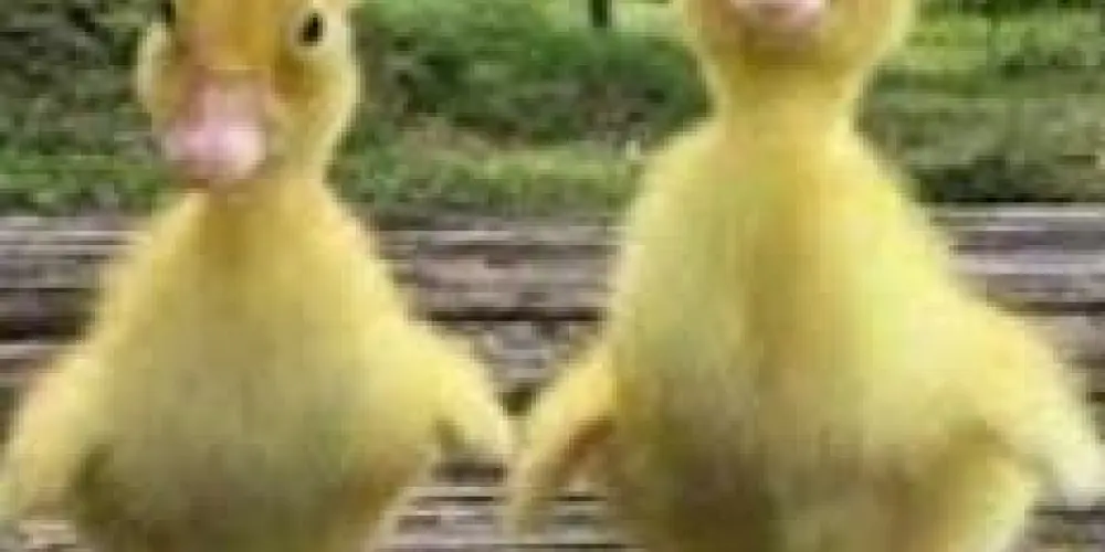 Imagem do grupo de WhatsApp Amizades