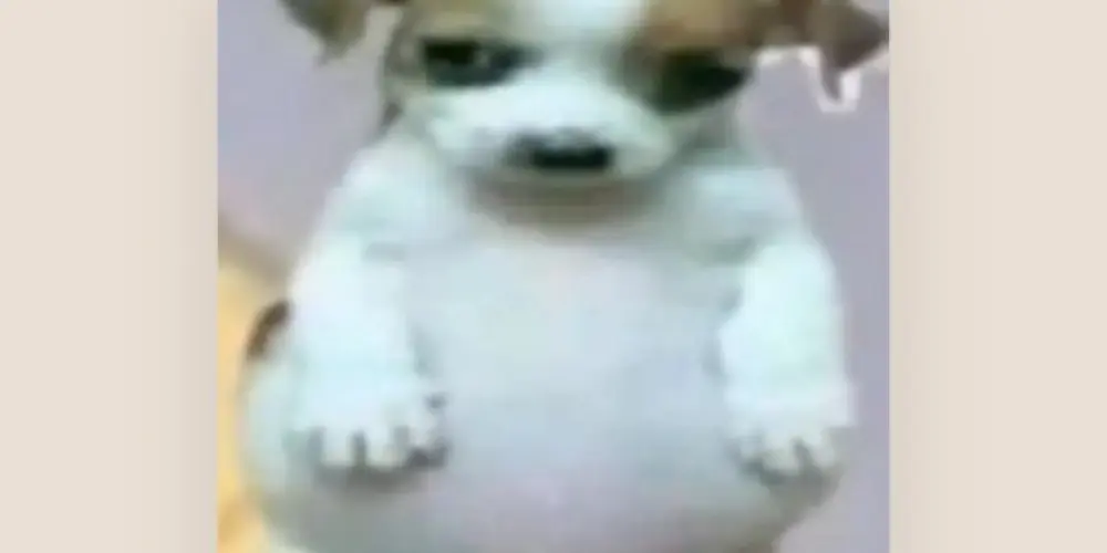 Imagem do grupo de WhatsApp Amizades aleatórias✨