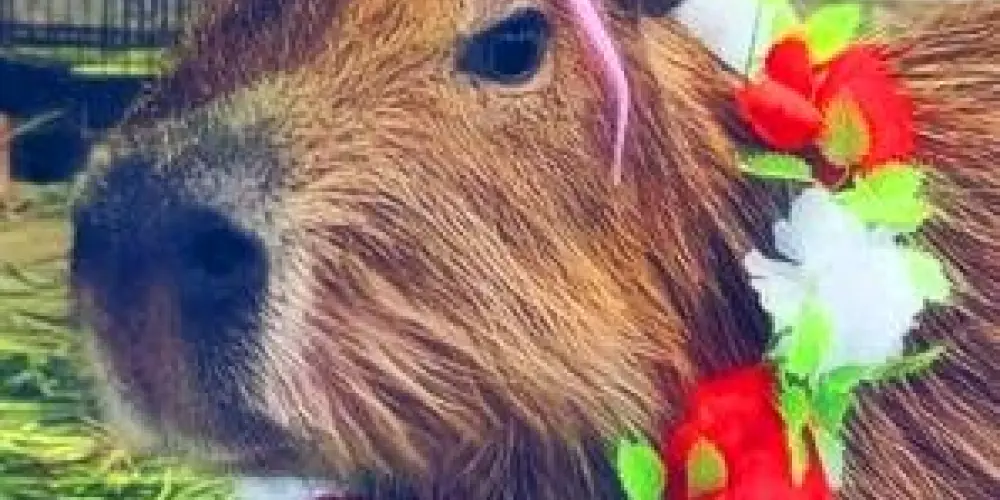 Imagem do grupo de WhatsApp 🌚 Amizades Aleatórias 🌝